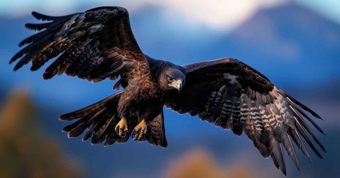 rapaces en france